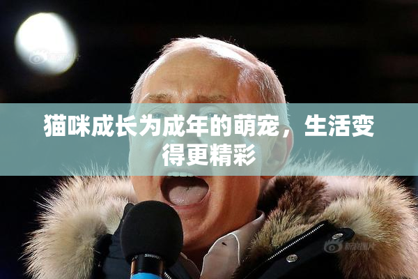 猫咪成长为成年的萌宠，生活变得更精彩