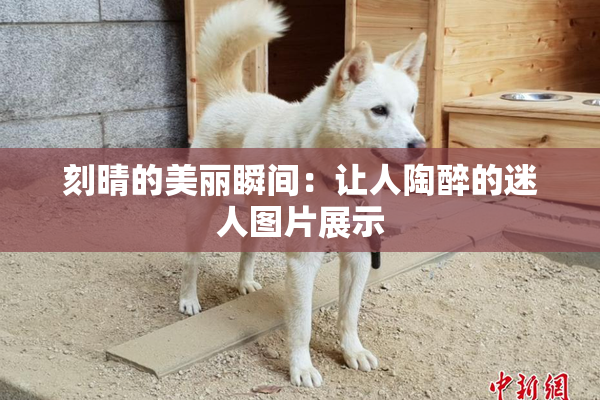 刻晴的美丽瞬间：让人陶醉的迷人图片展示