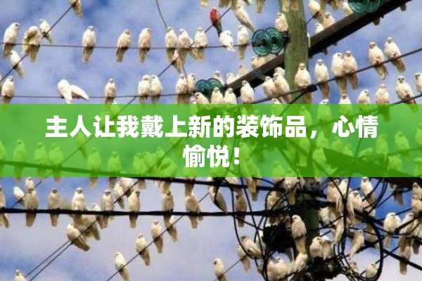 主人让我戴上新的装饰品，心情愉悦！