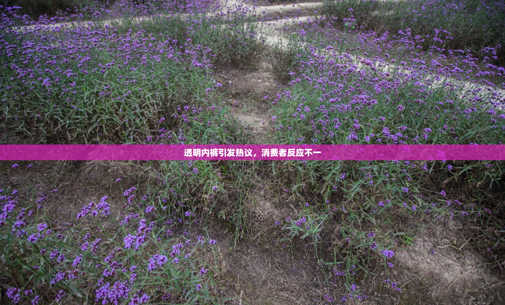 透明内裤引发热议，消费者反应不一