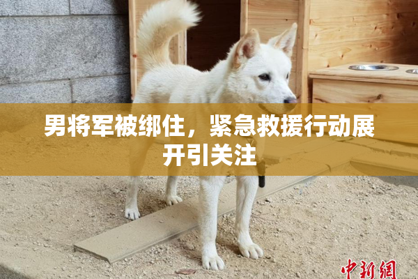 男将军被绑住，紧急救援行动展开引关注