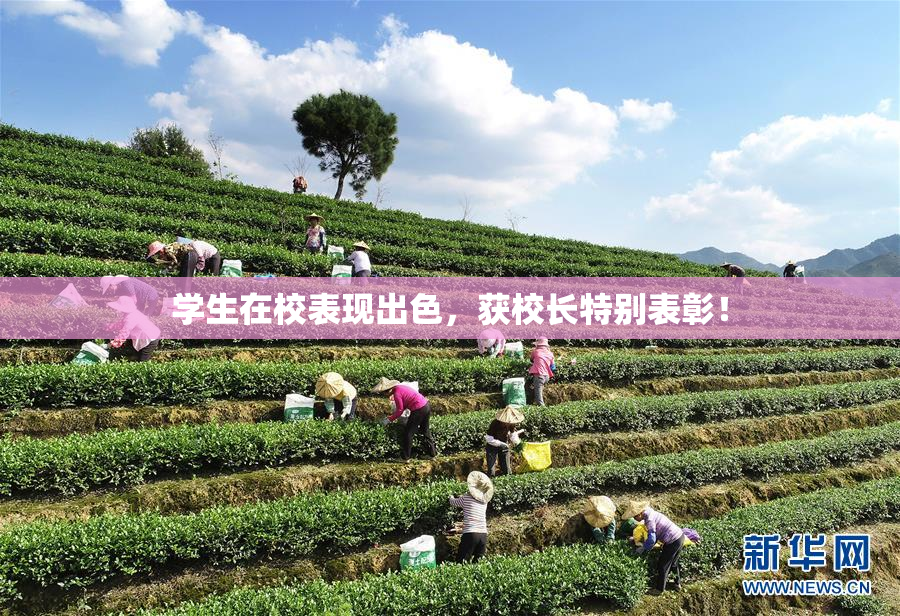 学生在校表现出色，获校长特别表彰！