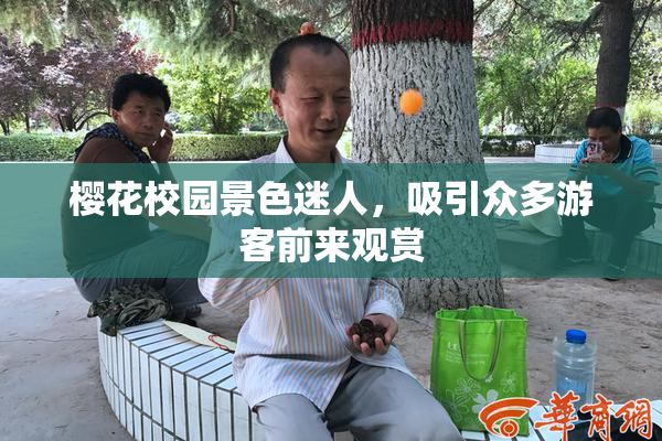 樱花校园景色迷人，吸引众多游客前来观赏