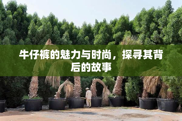 牛仔裤的魅力与时尚，探寻其背后的故事