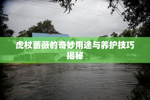 虎杖蔷薇的奇妙用途与养护技巧揭秘