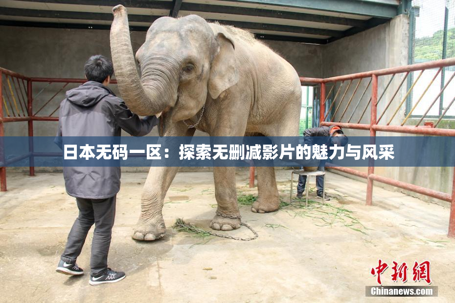 日本无码一区：探索无删减影片的魅力与风采