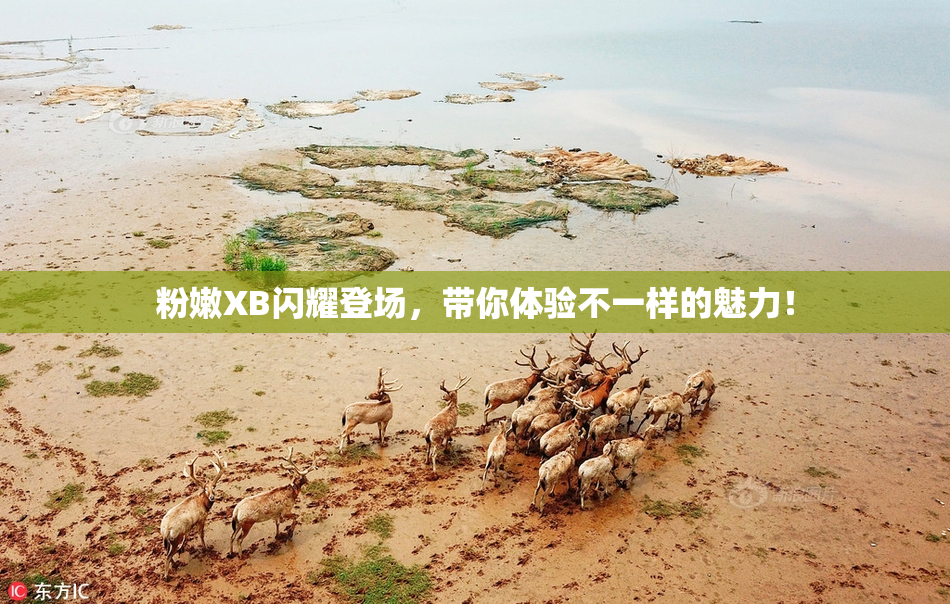 粉嫩XB闪耀登场，带你体验不一样的魅力！