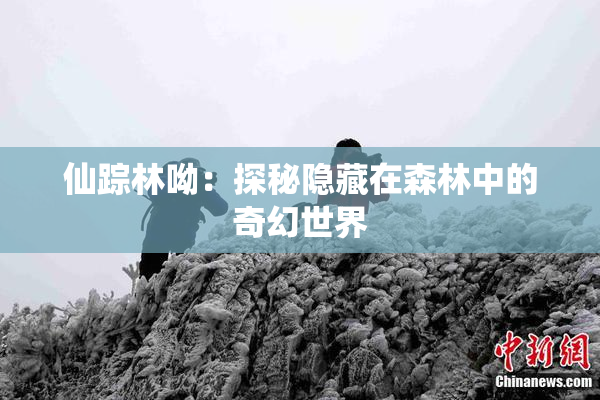 仙踪林呦：探秘隐藏在森林中的奇幻世界