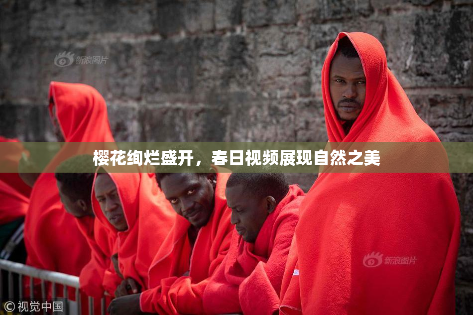 樱花绚烂盛开，春日视频展现自然之美