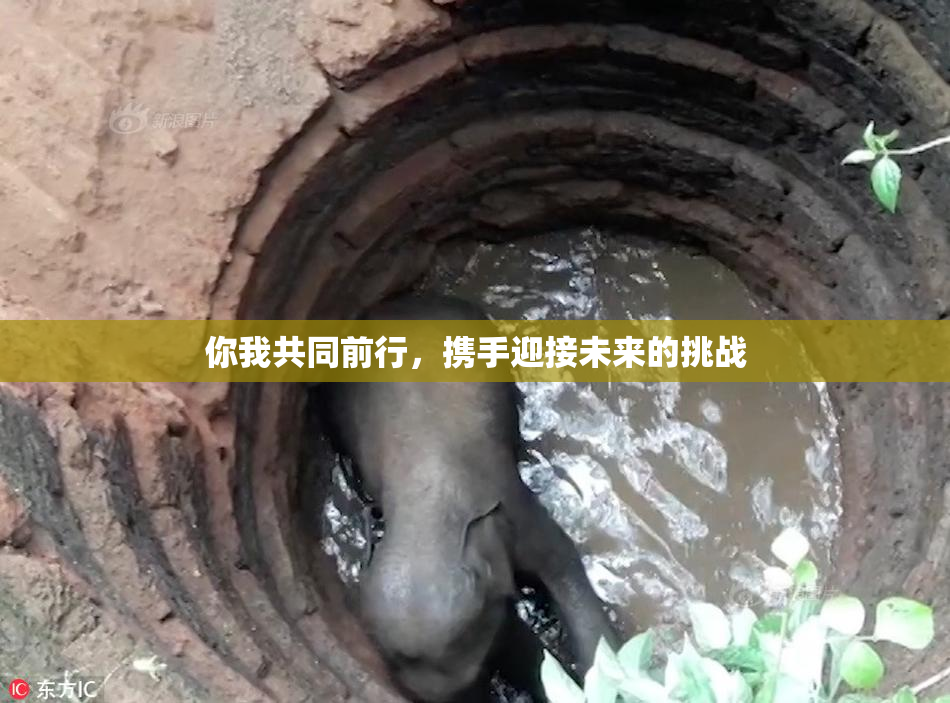 你我共同前行，携手迎接未来的挑战