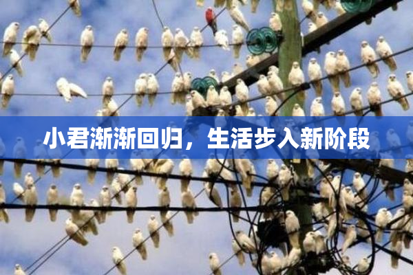 小君渐渐回归，生活步入新阶段