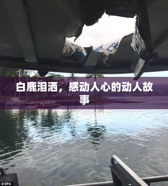 白鹿泪洒，感动人心的动人故事