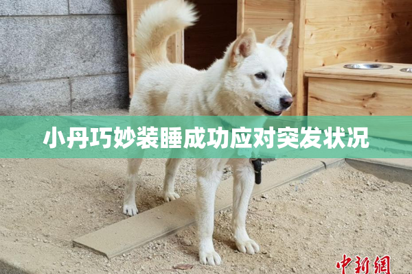 小丹巧妙装睡成功应对突发状况