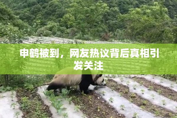 申鹤被到，网友热议背后真相引发关注