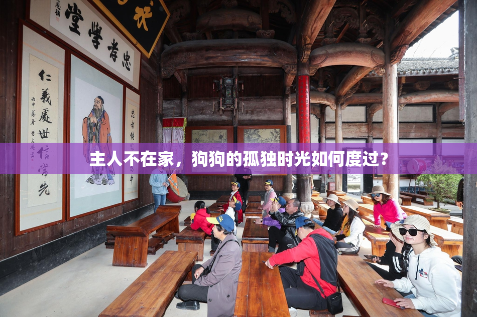 主人不在家，狗狗的孤独时光如何度过？