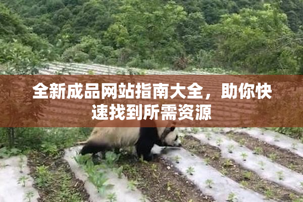 全新成品网站指南大全，助你快速找到所需资源