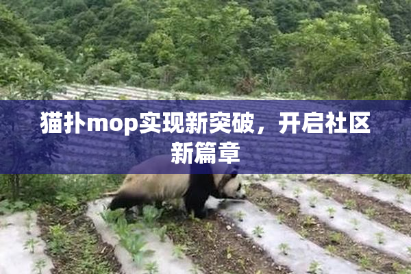 猫扑mop实现新突破，开启社区新篇章