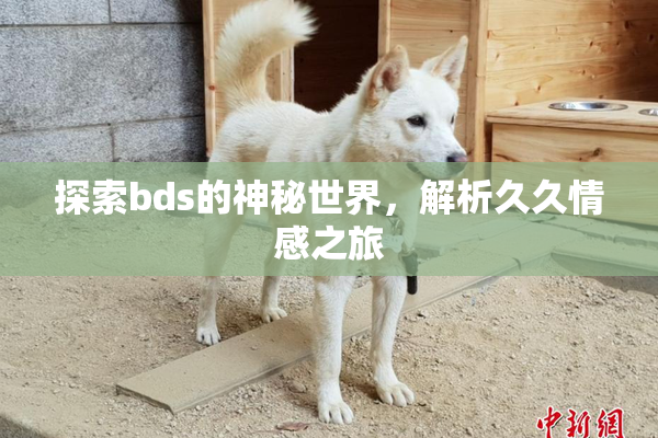 探索bds的神秘世界，解析久久情感之旅