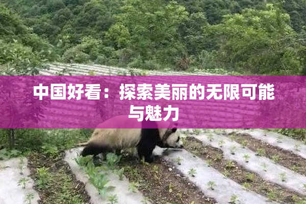 中国好看：探索美丽的无限可能与魅力