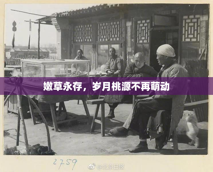 嫩草永存，岁月桃源不再萌动