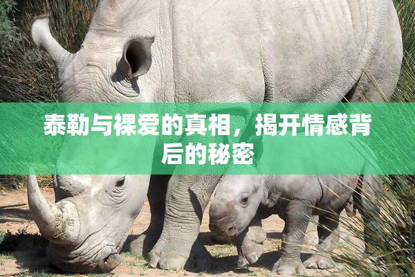 泰勒与裸爱的真相，揭开情感背后的秘密