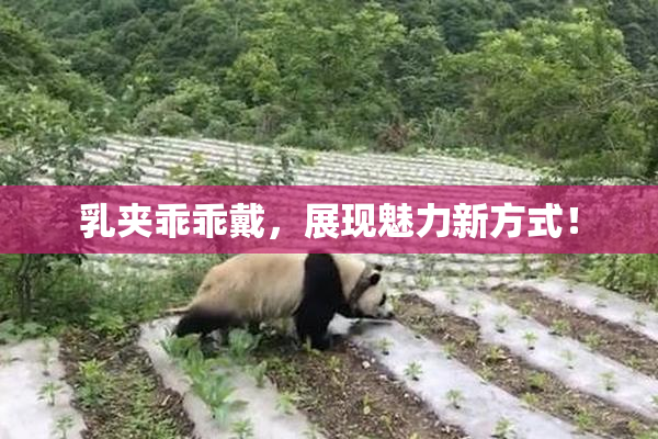 乳夹乖乖戴，展现魅力新方式！