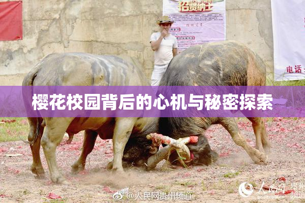 樱花校园背后的心机与秘密探索