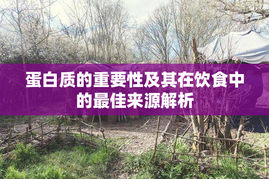 蛋白质的重要性及其在饮食中的最佳来源解析