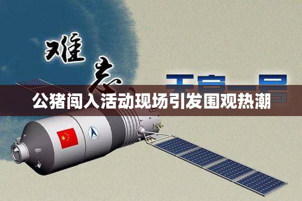 公猪闯入活动现场引发围观热潮