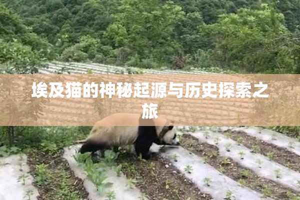 埃及猫的神秘起源与历史探索之旅