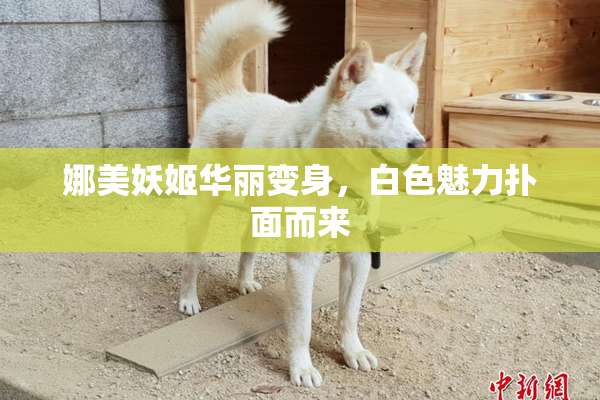 娜美妖姬华丽变身，白色魅力扑面而来