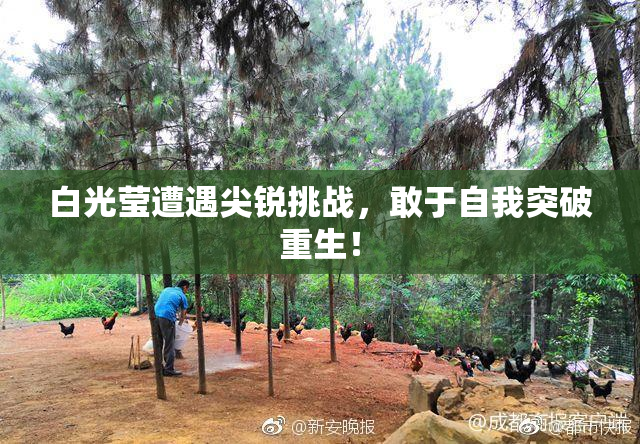 白光莹遭遇尖锐挑战，敢于自我突破重生！