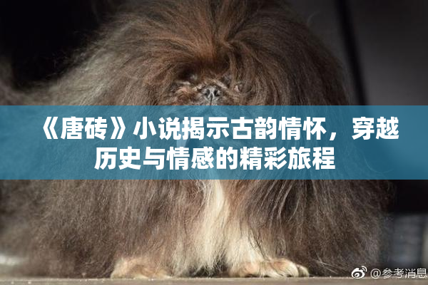 《唐砖》小说揭示古韵情怀，穿越历史与情感的精彩旅程