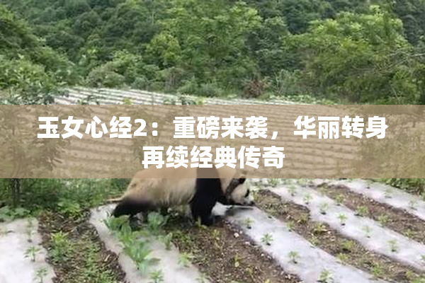 玉女心经2：重磅来袭，华丽转身再续经典传奇