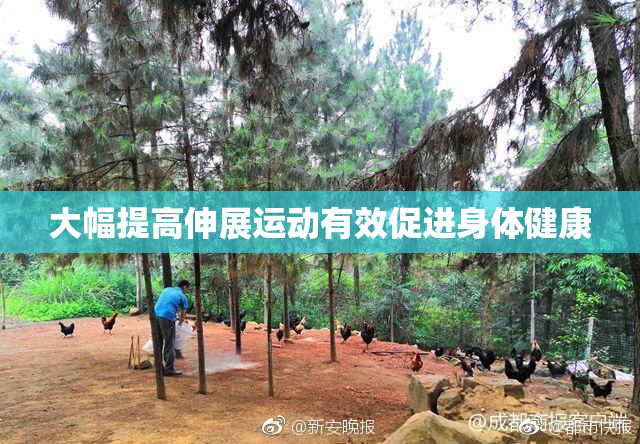 大幅提高伸展运动有效促进身体健康