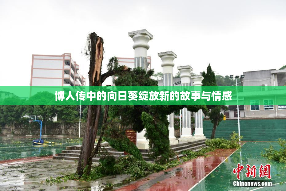 博人传中的向日葵绽放新的故事与情感