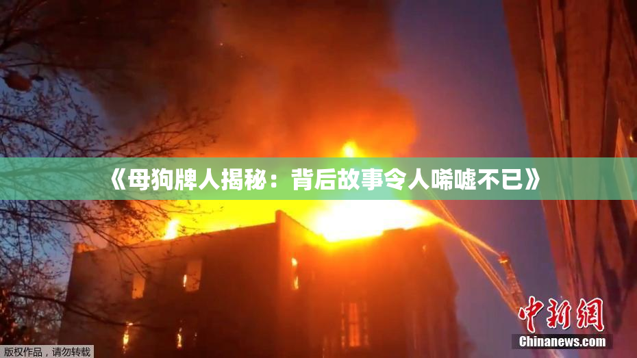 《母狗牌人揭秘：背后故事令人唏嘘不已》