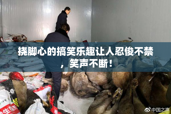 挠脚心的搞笑乐趣让人忍俊不禁，笑声不断！