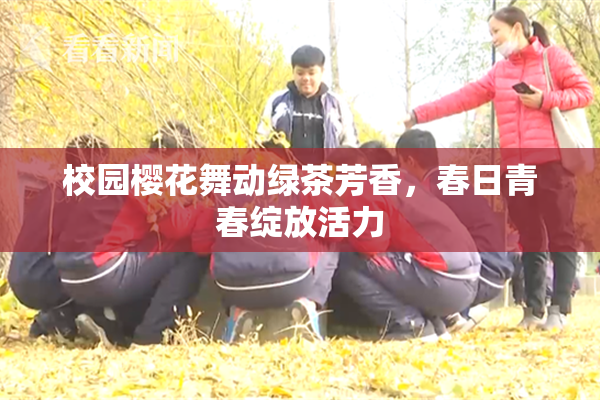 校园樱花舞动绿茶芳香，春日青春绽放活力