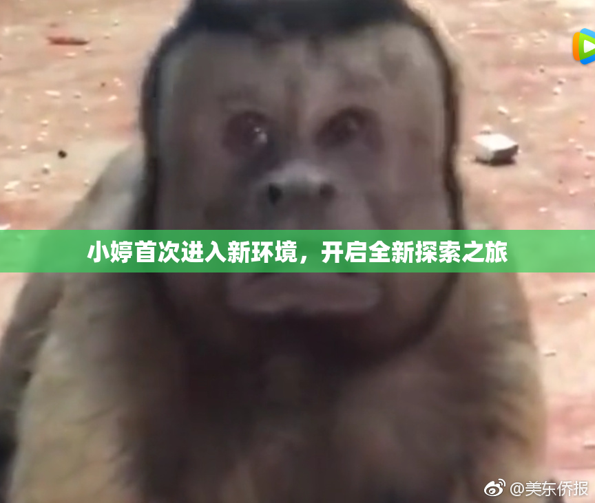 小婷首次进入新环境，开启全新探索之旅