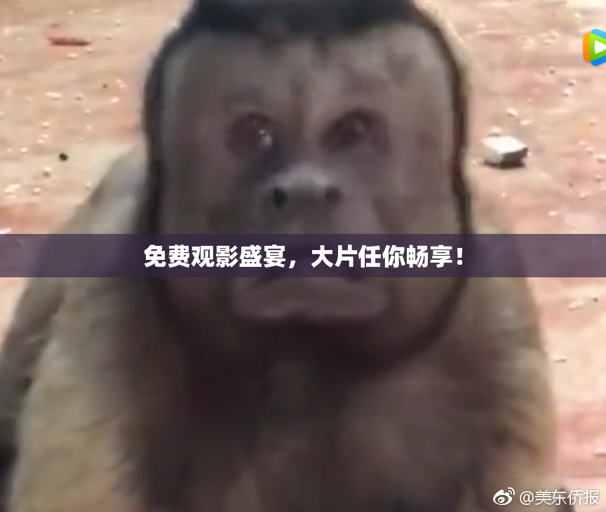 免费观影盛宴，大片任你畅享！