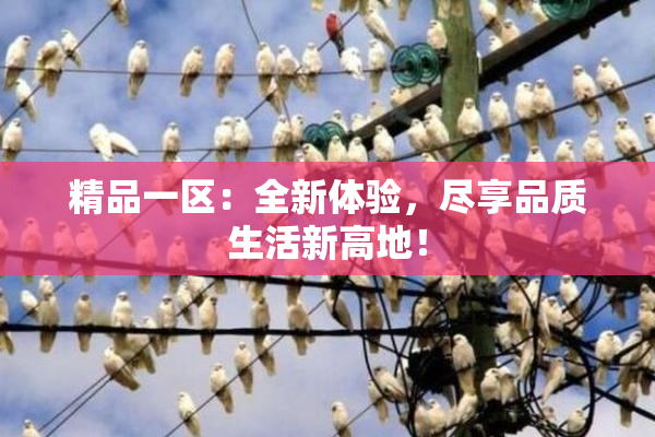 精品一区：全新体验，尽享品质生活新高地！