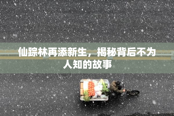 仙踪林再添新生，揭秘背后不为人知的故事
