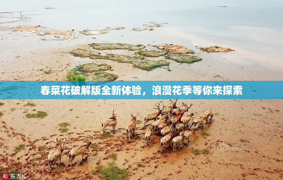 春菜花破解版全新体验，浪漫花季等你来探索