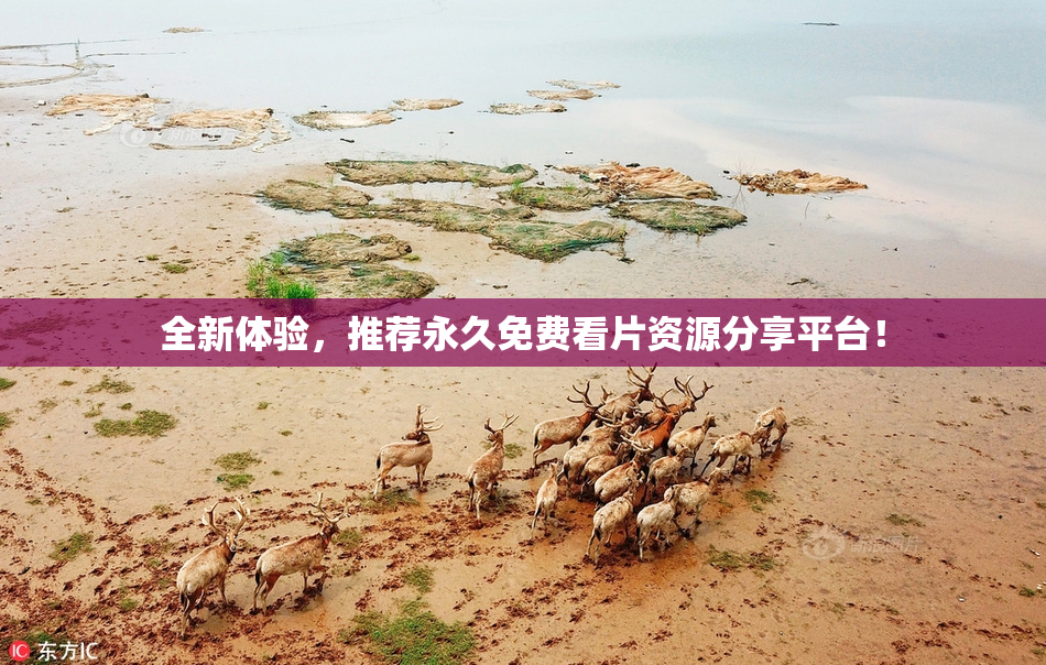 全新体验，推荐永久免费看片资源分享平台！