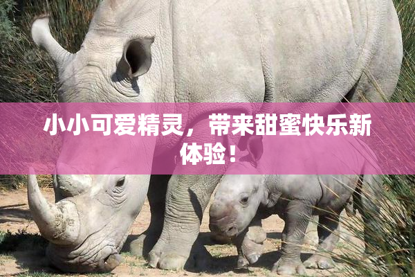 小小可爱精灵，带来甜蜜快乐新体验！