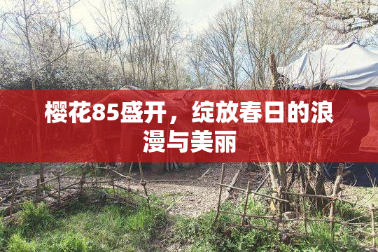 樱花85盛开，绽放春日的浪漫与美丽