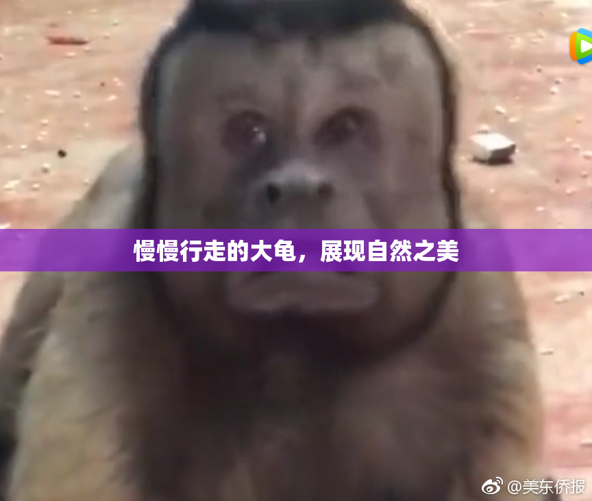慢慢行走的大龟，展现自然之美