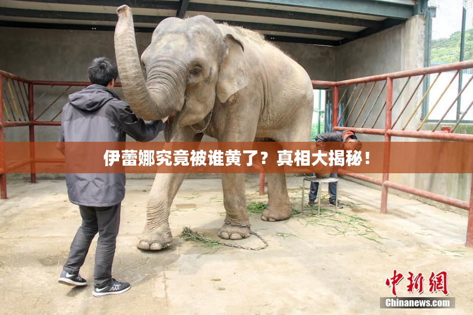 伊蕾娜究竟被谁黄了？真相大揭秘！