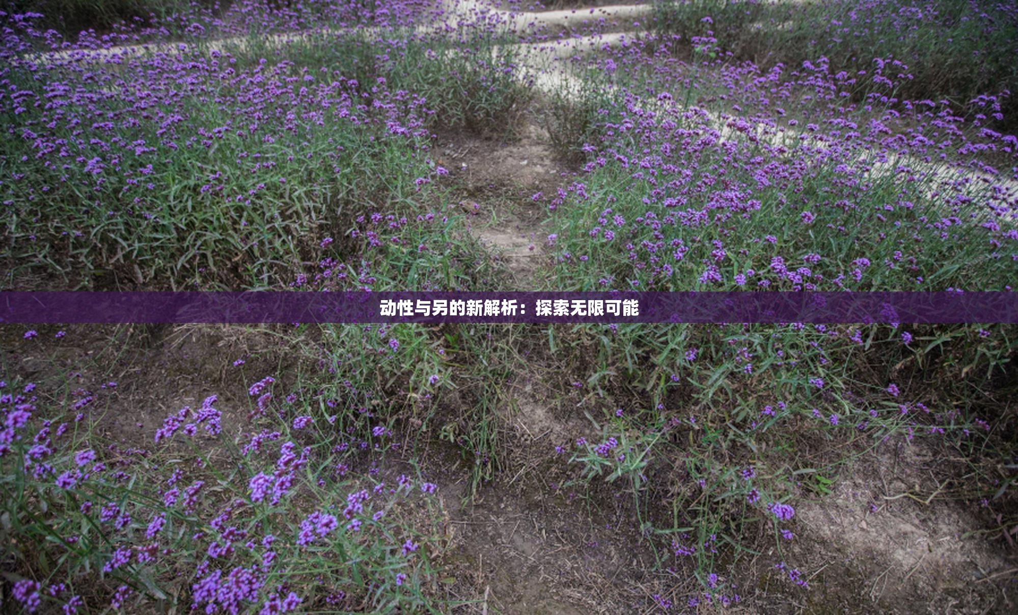 动性与另的新解析：探索无限可能